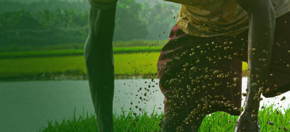 Farmer harvesting makhana