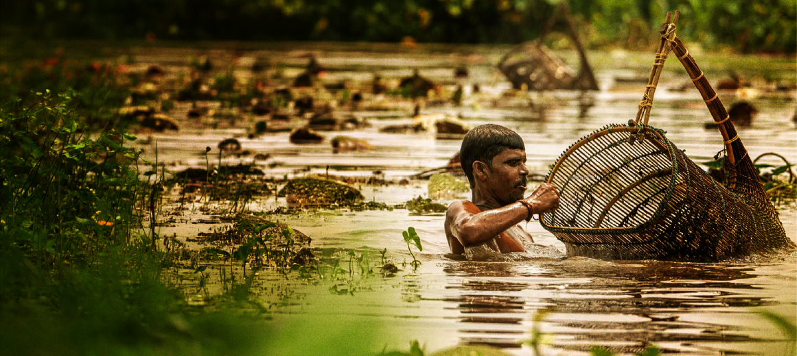 Fisherman harvesting makhana seeds